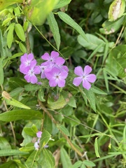 Phlox paniculata
