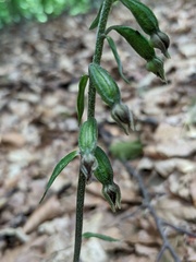Epipactis microphylla