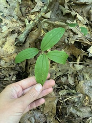 Maianthemum racemosum