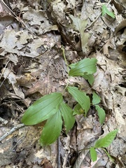 Maianthemum racemosum