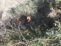 Papaver dubium