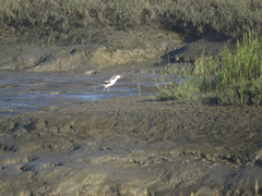 Recurvirostra americana