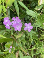 Phlox paniculata