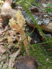 Monotropa hypopitys