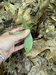 Maianthemum racemosum