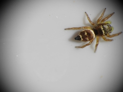 Heliophanus tribulosus