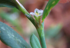 Polygonum ramosissimum