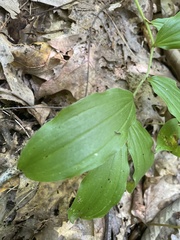 Maianthemum racemosum