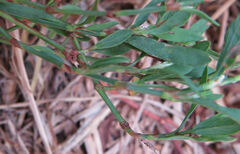 Polygonum ramosissimum