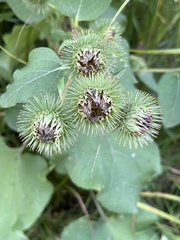 Arctium lappa
