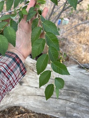 Ulmus
