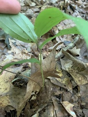 Maianthemum racemosum
