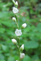 Persicaria hydropiper