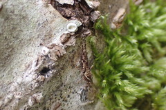 Archaeognatha