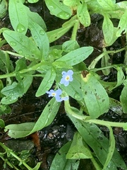 Myosotis