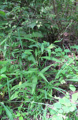 Persicaria hydropiper
