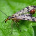 Panorpa vulgaris - Photo (c) bugzone，保留部份權利CC BY-NC