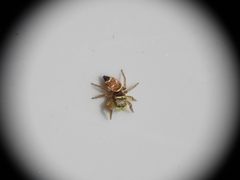 Heliophanus tribulosus