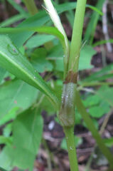 Persicaria hydropiper
