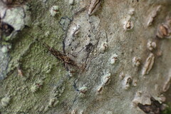 Archaeognatha