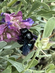 Xylocopa californica arizonensis