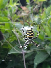 Argiope bruennichi