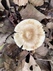 Fungi
