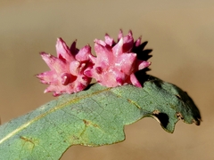 Cynips quercusechinus