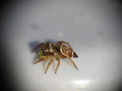 Heliophanus tribulosus