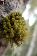 Orthotrichaceae