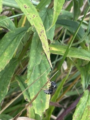 Vespinae