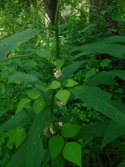 Amphicarpaea bracteata