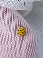 Psyllobora vigintiduopunctata