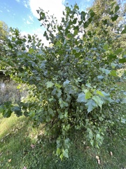 Populus nigra