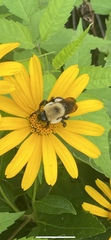 Bombus griseocollis