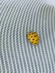 Psyllobora vigintiduopunctata