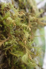 Orthotrichaceae