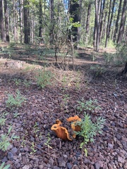 Hypomyces lactifluorum