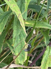 Vespinae