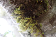 Orthotrichaceae