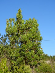 Leucadendron eucalyptifolium