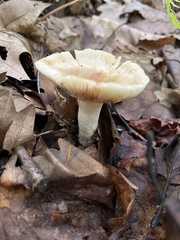 Fungi