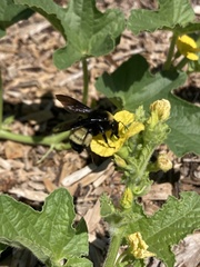 Bombus pensylvanicus