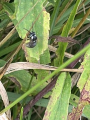Vespinae