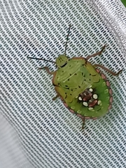 Nezara viridula