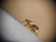 Heliophanus tribulosus