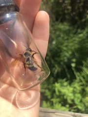 Bombus citrinus