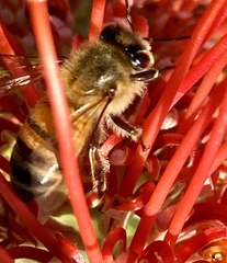 Apis mellifera