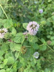 Mentha aquatica