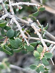 Symphoricarpos longiflorus